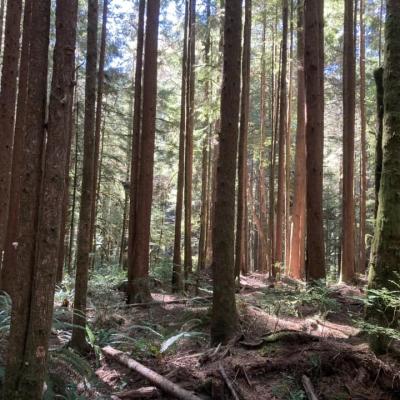 Dense Pine Forest