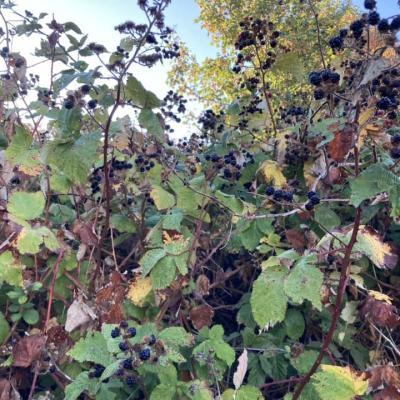 Wild Berries Bush